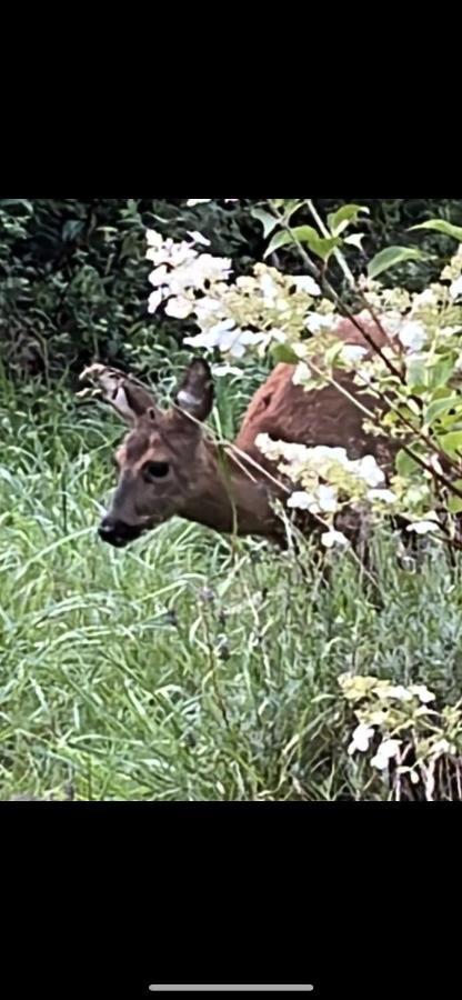 Ferienwohnungen Waldblick Remscheid Exteriér fotografie